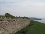 SX05244 Hedges shaped by the wind on cliffs by Southerndown.jpg